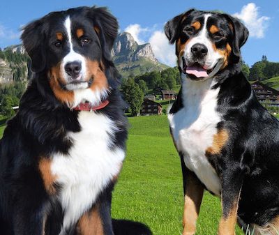Greater Swiss Mountain Dog,Bernese Mountain Dog,differences,