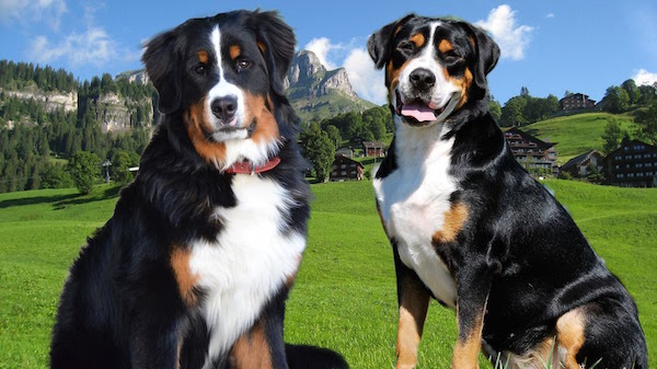 Greater Swiss Mountain Dog,Bernese Mountain Dog,differences,