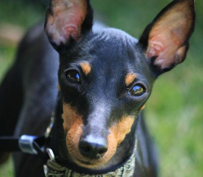 Not Just Another Pretty Face, Manchester Terrier, Toy Manchester Terrier, earthdog, AKC title, Master Earthdog