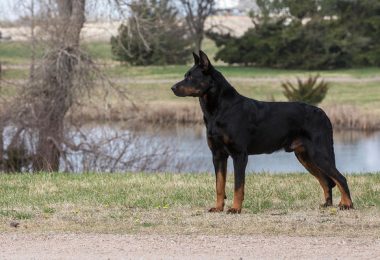 stockings, color, marking, redbone coonhound, Beauceron,