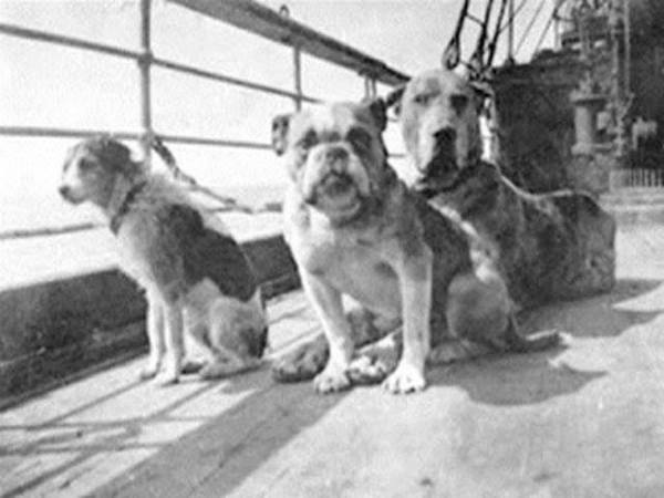 Titanic,Pomeranian,Pekingese,Airedale,Great Dale, Fox Terrier, French Bulldog, Newfoundland,