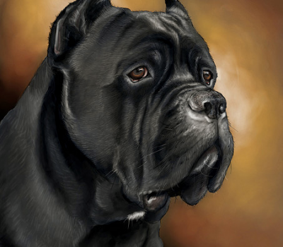 Cane Corso,Dogo di Puglia