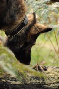 scat detection dog,conservation dog,Labrador Retriever,German Shepherd Dog