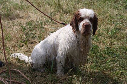 Clumber spaniel, HSUS, Gus, Commercial, Ad