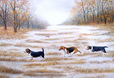 field trial,Beagle,