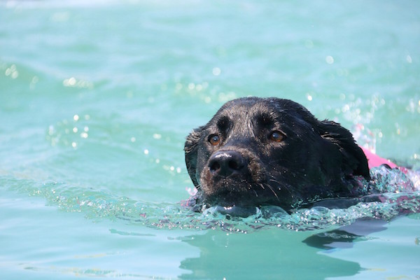 Labrador Retriever, Not Just Another Pretty Face,Lilly,Dock Diving,