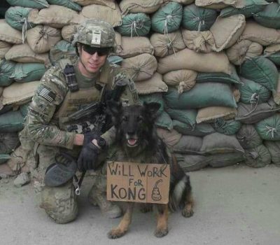 German Shepherd Dog,military dog,war dog,Kong