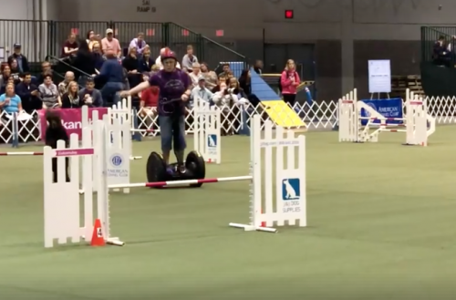 agility,segway,meet the breeds,akc national championship