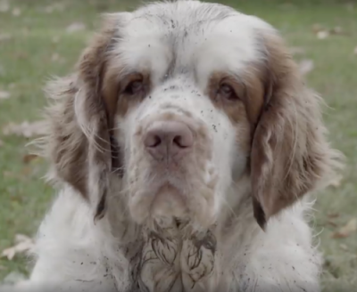 Clumber Spaniel,HSUS,ad, commercial,TV