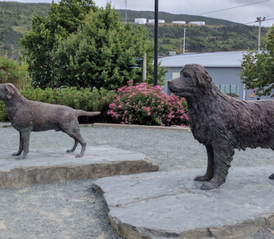 Newfoundland,Labrador Retriever,St. John's water dog,Harbourside Park