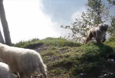 Pyrenean Shepherd,Pyr Shep,herding dog
