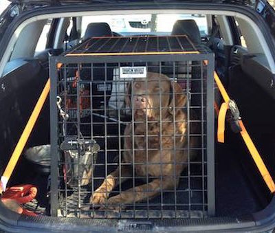 Chesapeake Bay Retriever,cars,Jean Jennings.