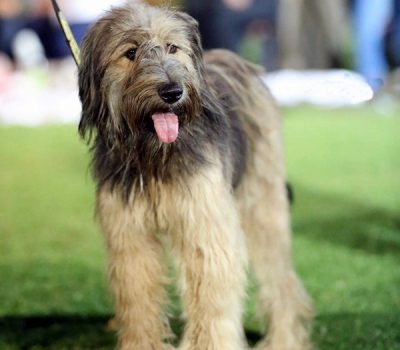 Armant,Egyptian Sheepdog, Ermenti, Hawara Dog,Chien de Berger Egyptien,Old English Sheepdog