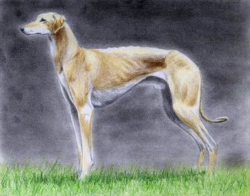 Sloughi,Arabian Sighthound,desert,Sighthound of the Maghreb,