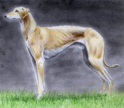 Sloughi,Arabian Sighthound,desert,Sighthound of the Maghreb,