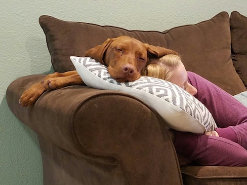 Vizsla,The Dog That Lives on Top of Your Head,velcro dog