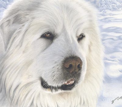 great pyrenees and saint bernard