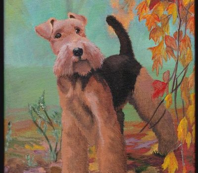 Welsh Terrier,Welshie,Black and Tan Rough Terrier,Old English Terrier,history