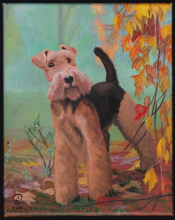 Welsh Terrier,Welshie,Black and Tan Rough Terrier,Old English Terrier,history