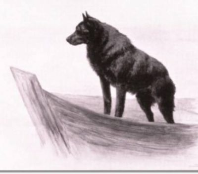 Schipperke,dog show,guild