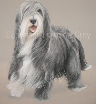 Bearded Collie,coat,color,fading,graying