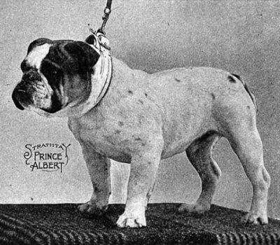 Bulldog,Ch. Strathtay Prince Albert,Ch. Kippax Fearnought,Best in Show, Westminster