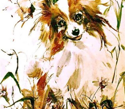 Papillon,Phalene,ears,