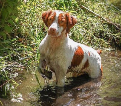 Dual Championship,title,English Setter, Basenji, German Wirehaired Pointer, German Shorthaired Pointer, Labrador Retriever, Brittany, Whippet