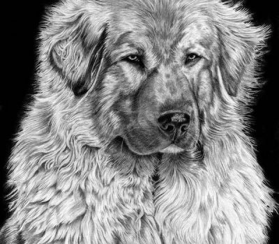 Sarplaninac,Macedonia-Yugoslav Shepherd Dog Sarplaninac,Illyrian Shepherd Dog,LGD,livestock guardian dog,Tito,