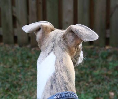 ears, flying ears, structure,Whippet