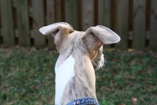 ears, flying ears, structure,Whippet