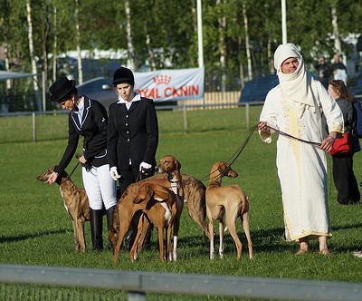 Coursing,Elizabeth I, the laws of the leash,Swaffham Coursing Society