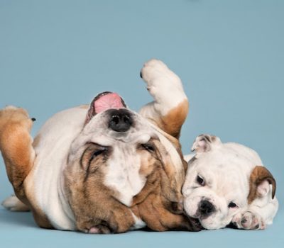 Between Two Dogs,Shaina Fishman,art,photography,dogs