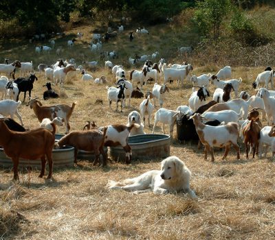 Livestock Guardian Dog,Raymond Coppinger,Sarplaninac,Anatolian Shepherd,Maremma