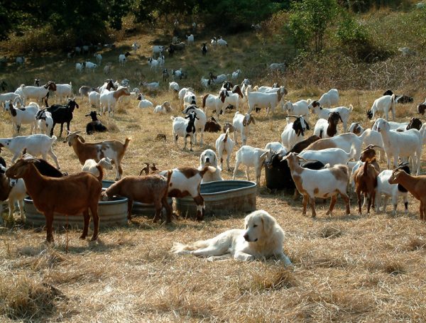 Livestock Guardian Dog,Raymond Coppinger,Sarplaninac,Anatolian Shepherd,Maremma