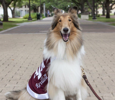 mascot,Reveille, collie,the Dog Walk,Aggies,Texas A&M