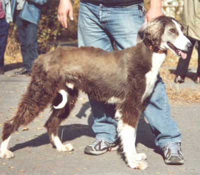 Taigan,Kyrgyz Sighthound