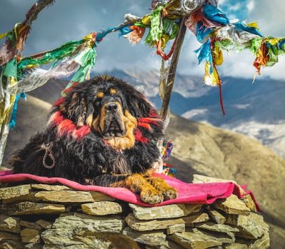 Genghis Khan, Tibetan Mastiff, Yang Zhijun, Chinggis Khan, Universal Ruler, Timujin,