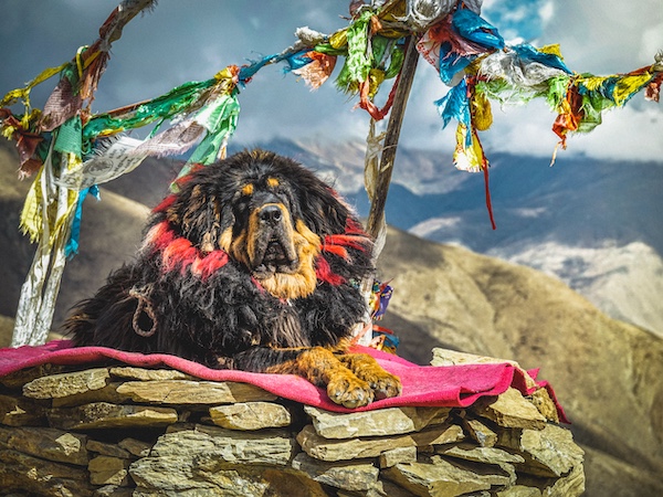 Genghis Khan, Tibetan Mastiff, Yang Zhijun, Chinggis Khan, Universal Ruler, Timujin,