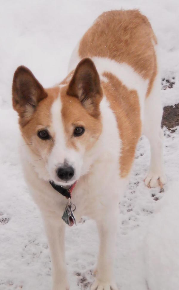 Why You Should Get A Purebred Dog