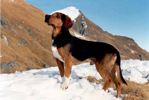 Tyroler Bracke,scenthound,