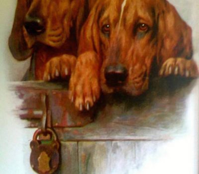 Kerry Beagle,The Ryan Family's Scarteen,Ryan family,irish,hound