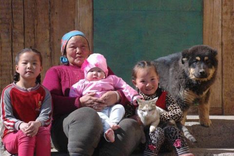 Mongolian Bankhar Dog, Mongolian Bankhar Dog Project, Bruce Elfstrom, LGD, Livestock Guardian Dog,