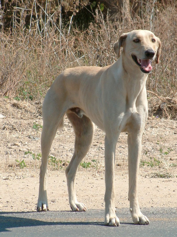 Africanis,sighthound, landrace