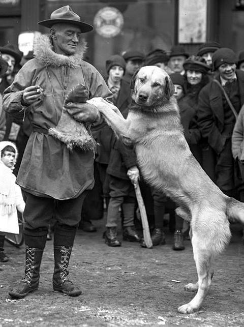 Chinook,sled dog,New Hampshire, state dog,Guinness Book of World Records