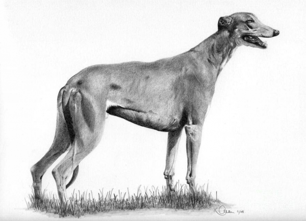 Long Dog, Greyhound