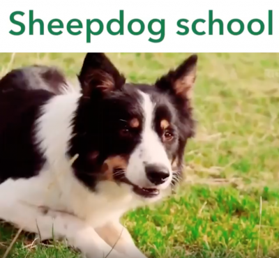 sheepdog,border collie,livestock guardian breed