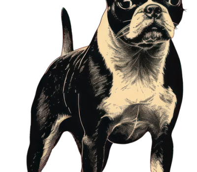 Taxonomic Hierarchy,Boston Terrier,