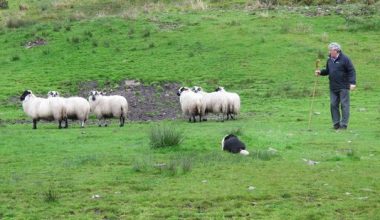 Border Collie,sheep, Kells Sheep Centre, herding trial, herding,sheepherding,Brendan Ferris