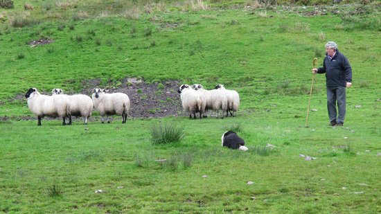 Border Collie,sheep, Kells Sheep Centre, herding trial, herding,sheepherding,Brendan Ferris